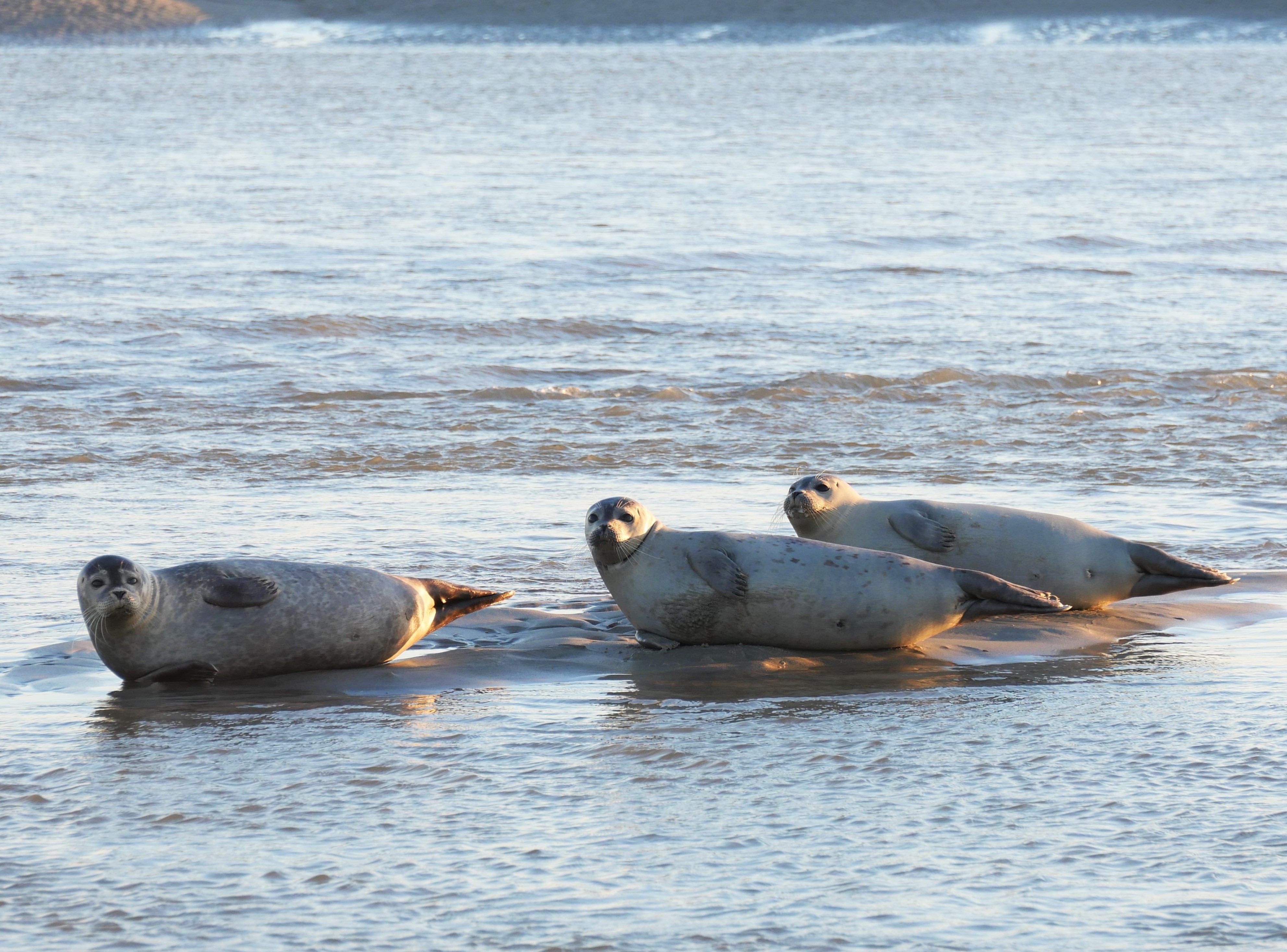 Sortie Eden62 - Baie d’Authie - Les phoques